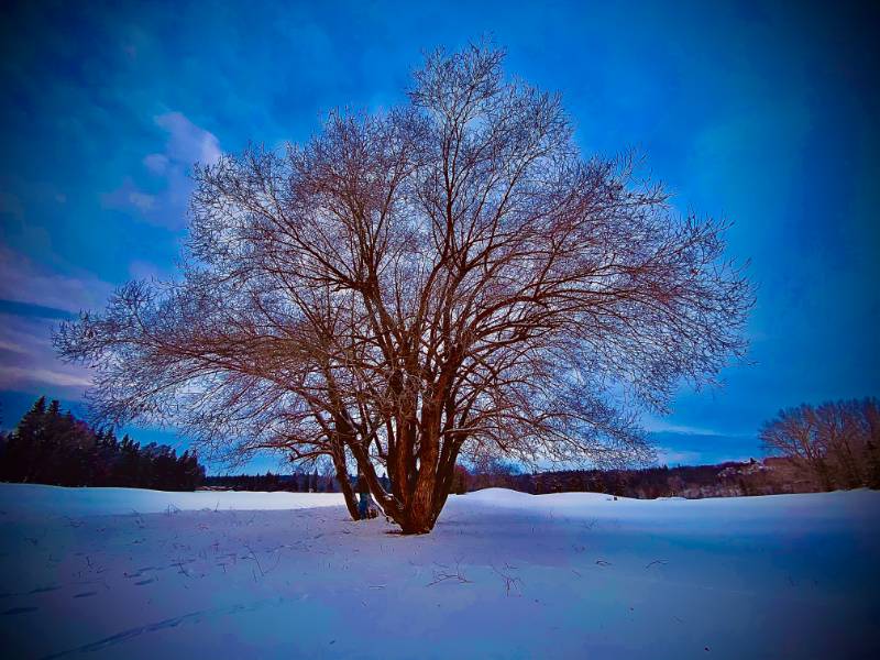 Narra Psychological Counselling For Individuals, Couples, And Children - Edmonton, AB